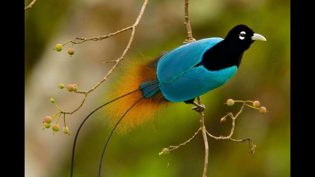 Birds-of-Paradise Project Introduction - YouTube
