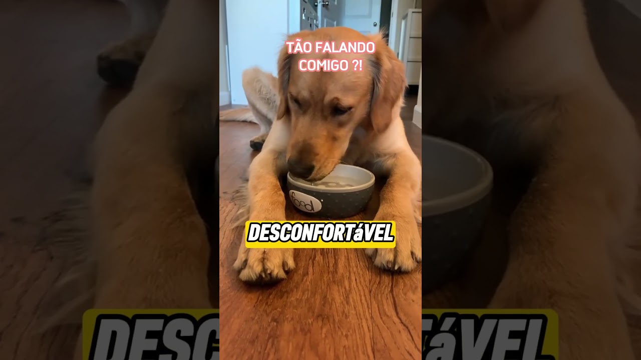 Why Does your dog cough after drinking water