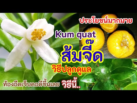 วีดีโอ: ข้อมูลต้น Kumquat - วิธีดูแลต้น Kumquat