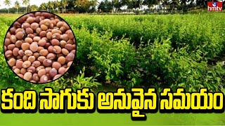 కంది సాగుకు అనువైన సమయం | Red Gram Cultivation | Kandhi Panta | hmtv Agri