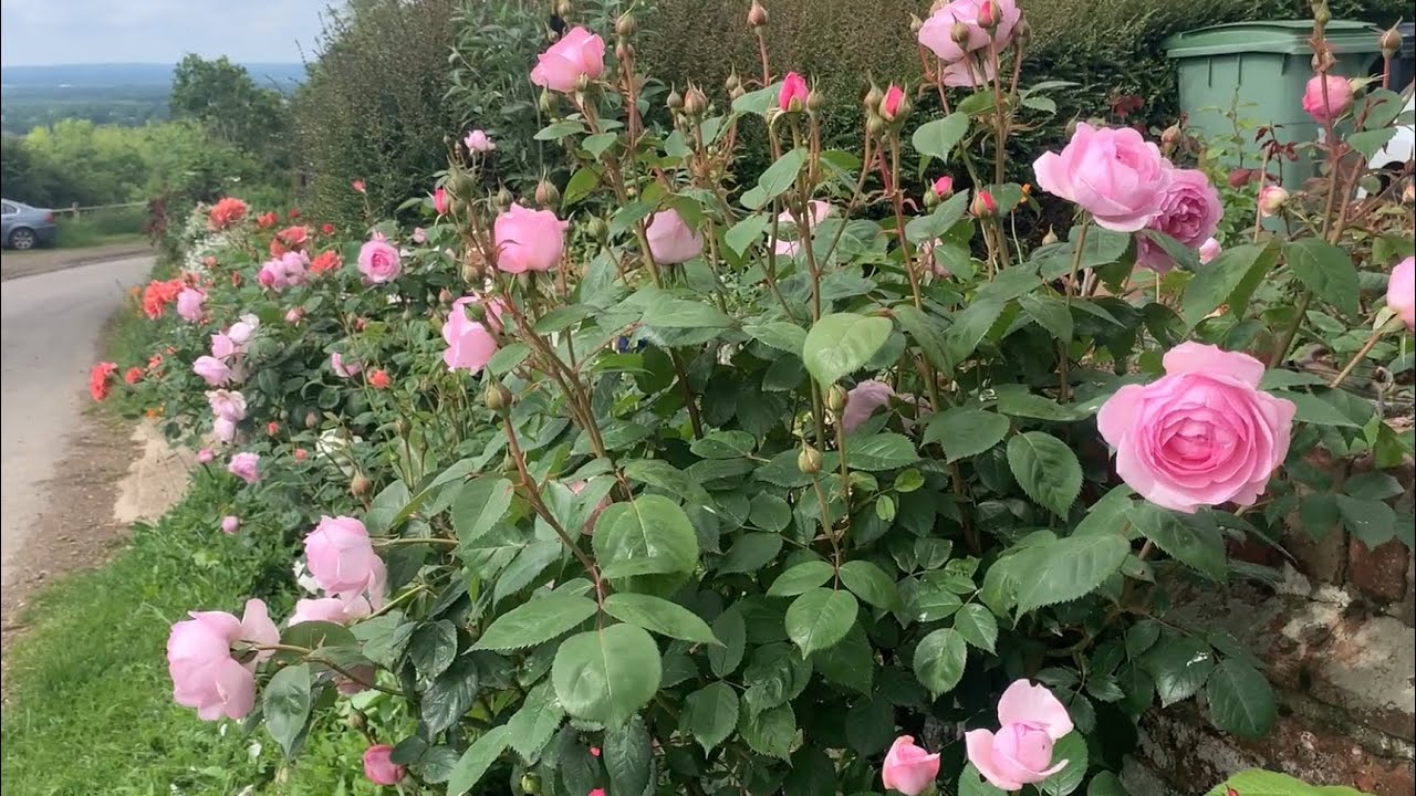 Rose Garden Tour May | David Austin Roses | Kordes Roses