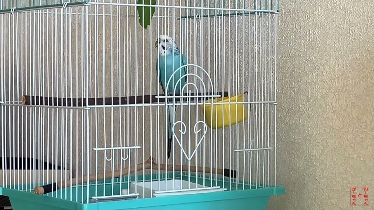 我が家のインコ おーちゃんときーちゃん(203) うつむくインコ。 - YouTube