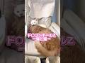 うちのネッコが可愛すぎるから見てくれ