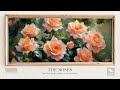 The Roses | Piano Music with Bird Sounds | Work Study Reading Focus Stress Anxiety Relief Calm music