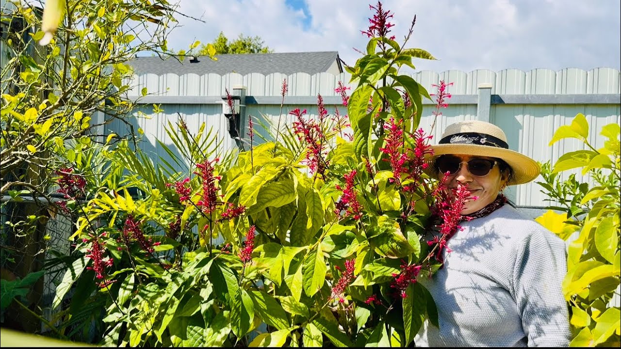 EL FRIO DAÑO MIS PLANTAS #chapina #subscribe #trending #viral #jardin #plantas