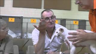 Siamese Cat Seminar 2012