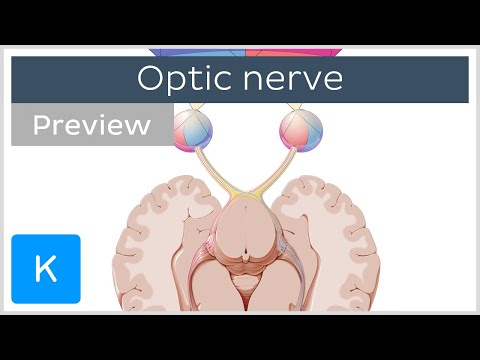 Optic nerve: branches and path (preview) - Human Anatomy | Kenhub