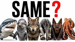 Why Does Evolution Keep Making the Same Animals