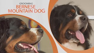 Bernese Mountain Dog Grooming by Chihu Life 832 views 2 years ago 7 minutes, 1 second
