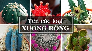 Tên Các Loại Xương Rồng - Types of Cactus