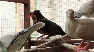 Derkuku alas hijau- delimukan-punai hijau-derkuku putri mandi #kitatmasbirdfarm #085648080404