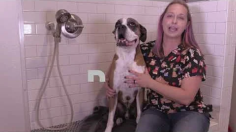 Dog Bathing Tips with Virbac Shampoos