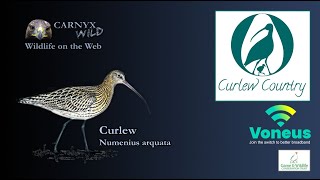 Curlew Country: Live Nestcam11/05/24