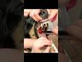 The Veterinarian takes out Stuck item from Poor Dog's Throat🥺 #doctor #animals #pets