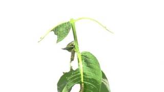 Monarch Caterpillars eating an entire milkweed plant (Time Lapse)