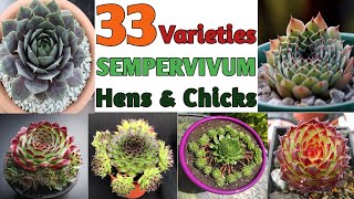 33 Sempervivum Varieties with Identification | Hens and Chicks Succulents | Plant and Planting