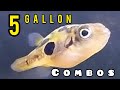 4 great fish combos for a 5 gallon aquarium