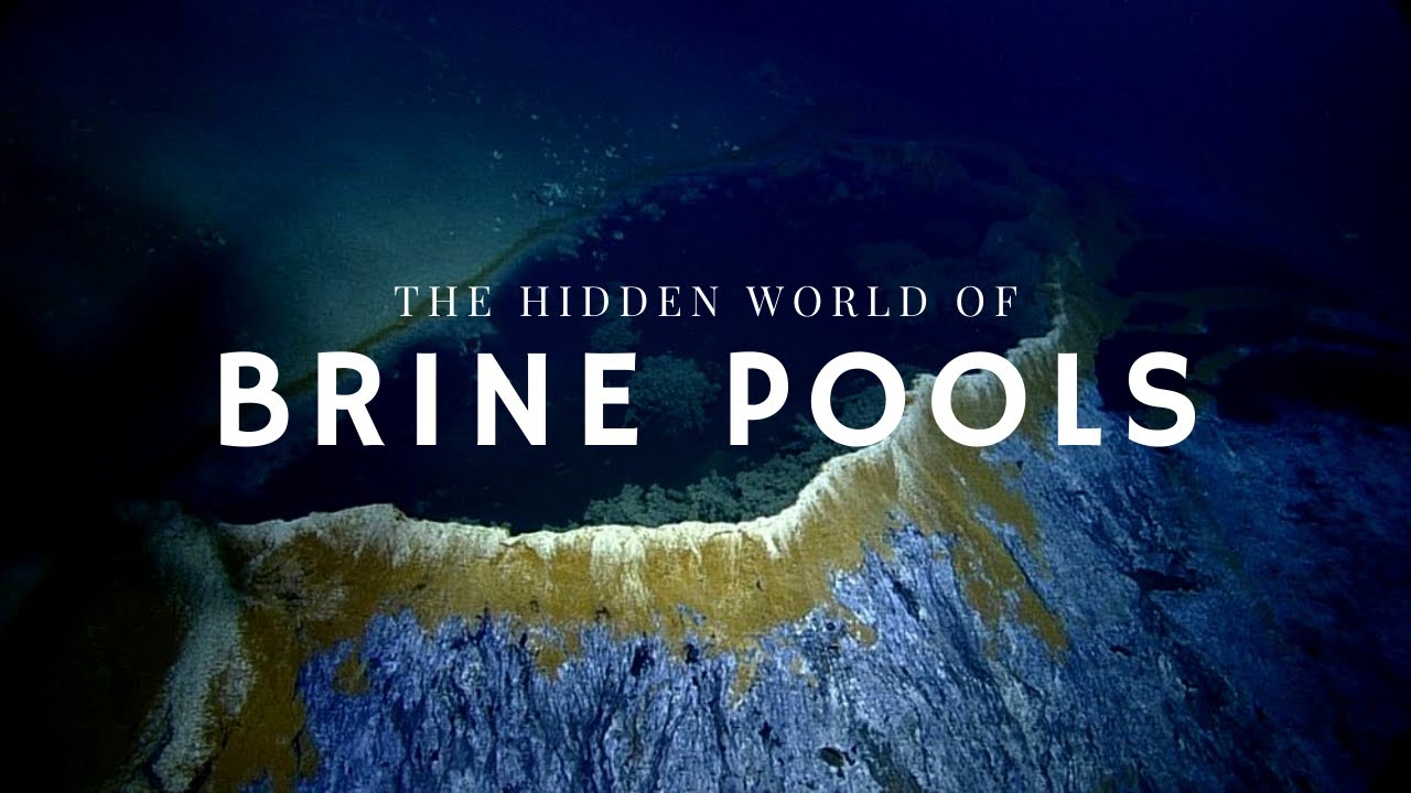 Unveiling The Enigma: The Secret Life of Brine Pools - A Deep-Sea Exploration Adventure!