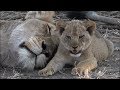 SafariLive, Nkuhuma lion cubs moments from last week.