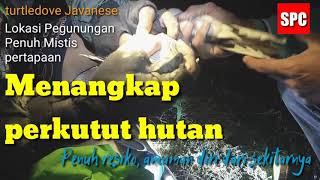 Turtledove Javanese, Perkutut Jawa Pencarian Dihutan,Perkutut Bertuah Mistis Penuh Reo Alam