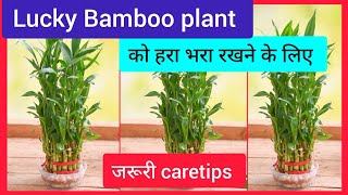 Lucky Bamboo plant। Bamboo Plant Care।Bamboo plant देगा सौभाग्य by Grandpa Garden 238 views 1 month ago 7 minutes, 50 seconds