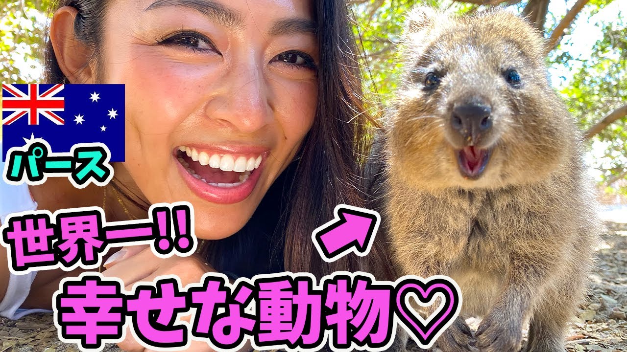 クアッカワラビーの動画 画像 動画検索 マイルドサイト