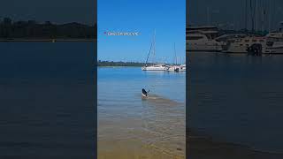 perfect day for it 👍 #lakesentrance #daytrip #traveltok #victoria #gippsland #thebiglap