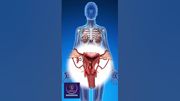 Reproduction 3D animation - Female Reproductive System
