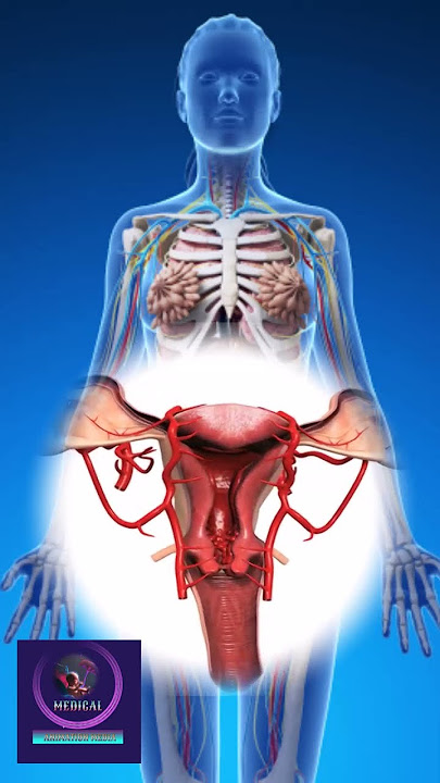 Reproduction 3D animation - Female Reproductive System