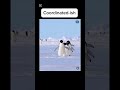 Penguin Squad Wild Funnyanimals mp3