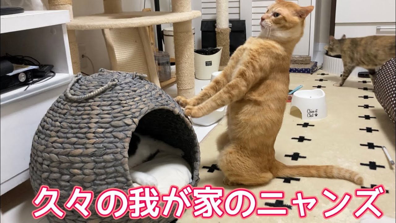 １３７ マムシに噛まれちゃいました 同居猫を座椅子としか思っていない猫 ニャンプロ ちぐら風ドームベッドを順番待ちする猫 Youtube
