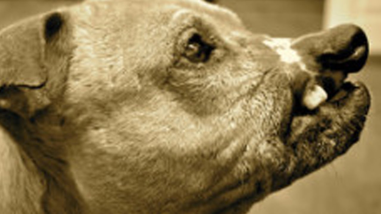 感動 犬 違法な闘犬によって虐待 消えない傷を負わされても最後まで愛情を失わなかった姿に心打たれる Youtube