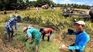 Bắt chuột đồng theo máy cắt lúa miền tây Chuột thưa mà toàn chuột khủng chụp cái biết đã tay