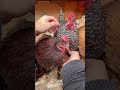 Petting time for Chickens!