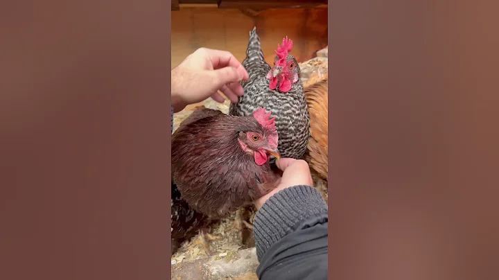 Petting time for Chickens! - DayDayNews