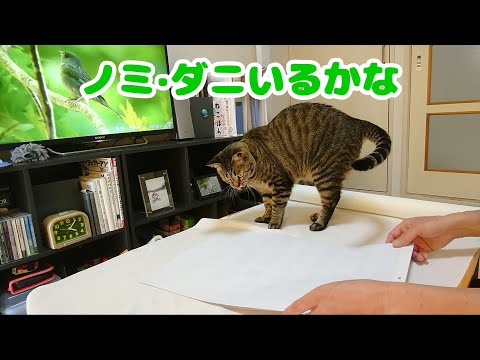 猫の体につく害虫(ノミ・ダニ)の確認の仕方