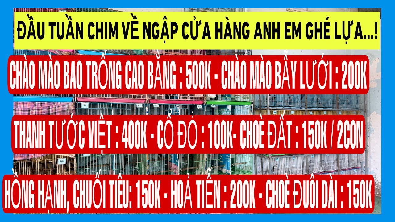 03/03/2026 : HỒNG HẠNH✅CHÀO MÀO✅CHOÈ ĐUÔI DÀI✅THANH TƯỚC✅HOẢ TIỄN✅OANH CỔ ĐỎ✅CHOÈ ĐẤT✅CHUỐI TIÊU.