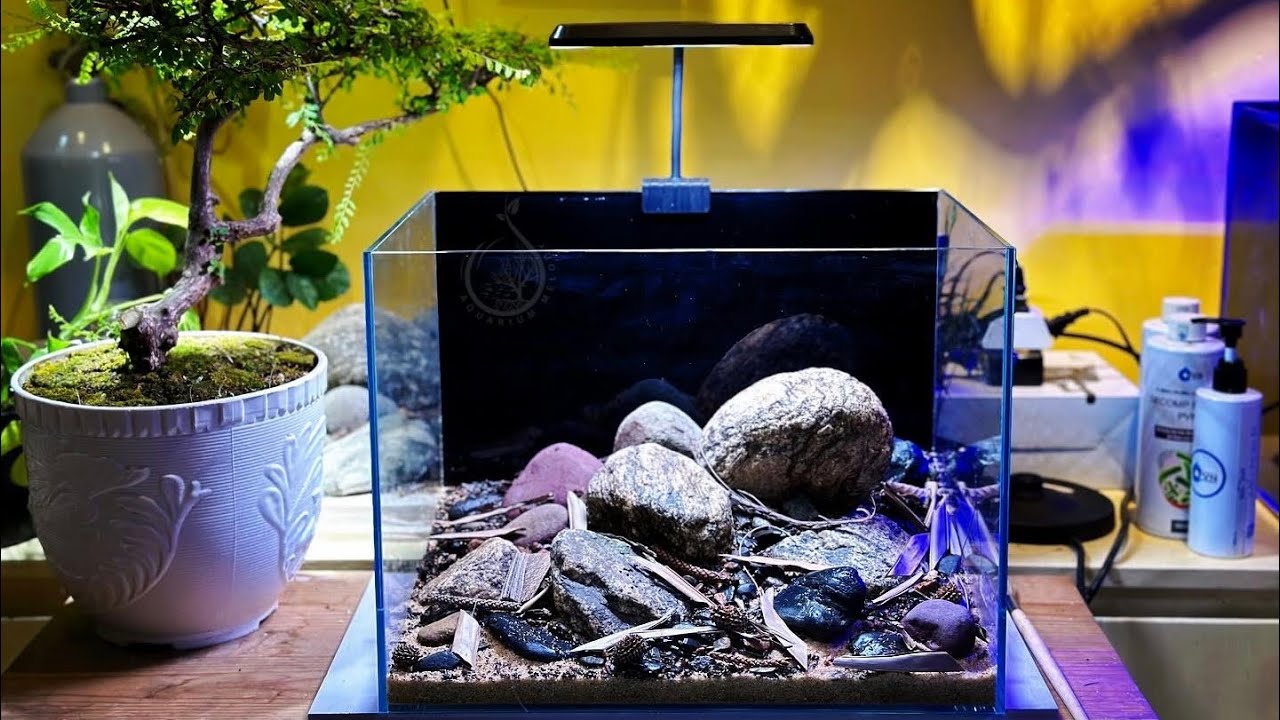 Làm thế nào để setup một chiếc bể đá cuội theo cách chuyên nghiệp? 🤔 #aquarium_melody #bểcuộisuối