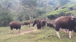 Indian gaur family evening visits our place @ nilgiris  coonoor