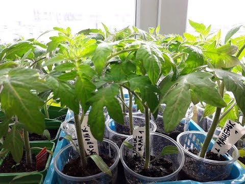 Чем подкармливаю рассаду томатов, мои эксперименты с перекисью и подкормками