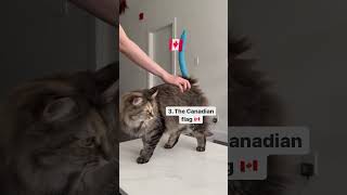 Being positive and creative during this ordeal ❤️‍🩹 Which bandage theme was your favourite? ✏️🐱