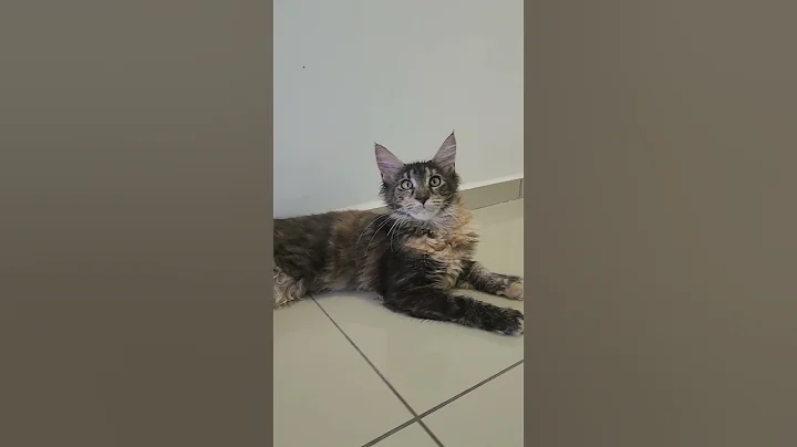 Video 3033861: breed maine coon, maine coon kitten, pure maine coon, baby tabby, red tabby, tabby female, tabby male