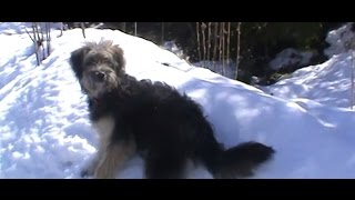 Dog playing First Time in the snow, near from Santiago of Chile (Latin América)