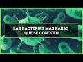 Las Bacterias más raras que se conocen