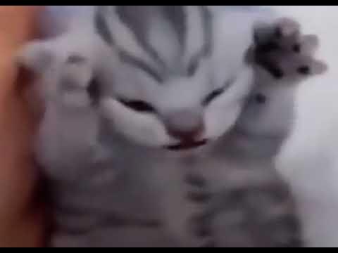 Кот орет картинка мем