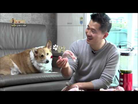 비만견 강아지 다이어트 방법 [EBS 세상에 나쁜 개는 없다]