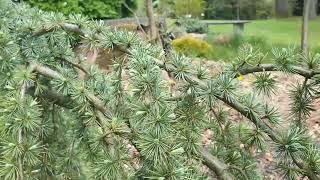 Cedrus atlantica 'Glauca Pendula' cedr atlantský