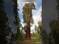 Giant redwood tree  compared to humans enjoy the