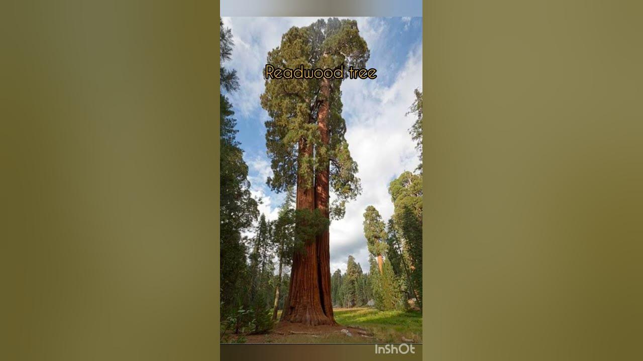 giant-redwood-tree-compared-to-humans-enjoy-the-video-youtube