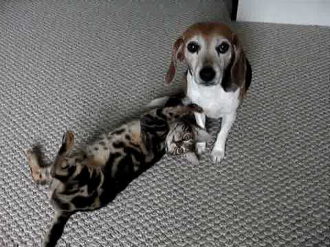 beagles and cats